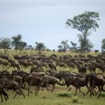 Big Five Discovery Tour – 10 Days