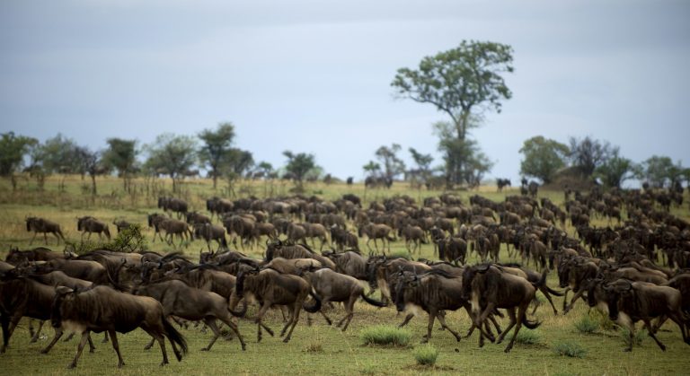 Big Five Discovery Tour – 10 Days