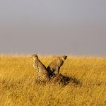 Tanzanian Highlights Combo – 14 Days