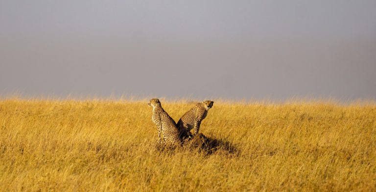 Tanzanian Highlights Combo – 14 Days