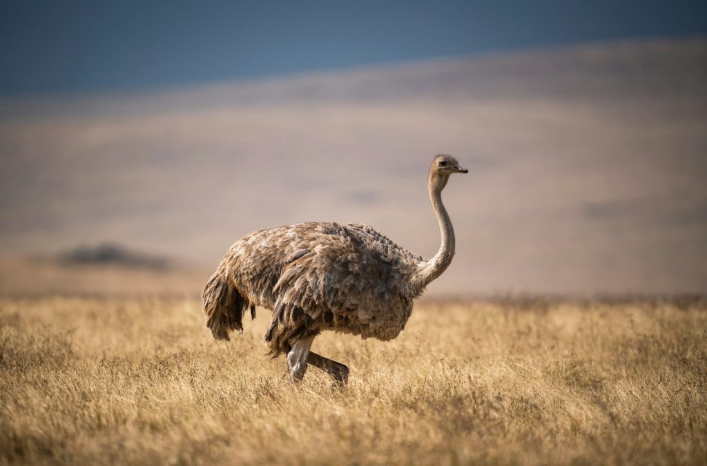 Closeup of a female Masai Ostrich in a meadow in Ngorongoro Conservation Area, Tanzania