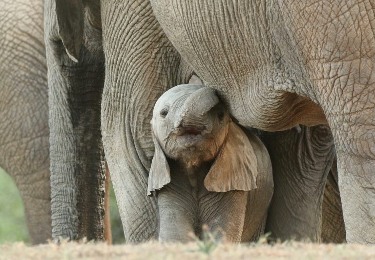 Family Safari Adventure – 7 Days