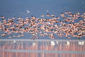 Lake Manyara National Park