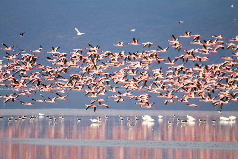 Flock of pink flamingos from Lake Manyara, Tanzania