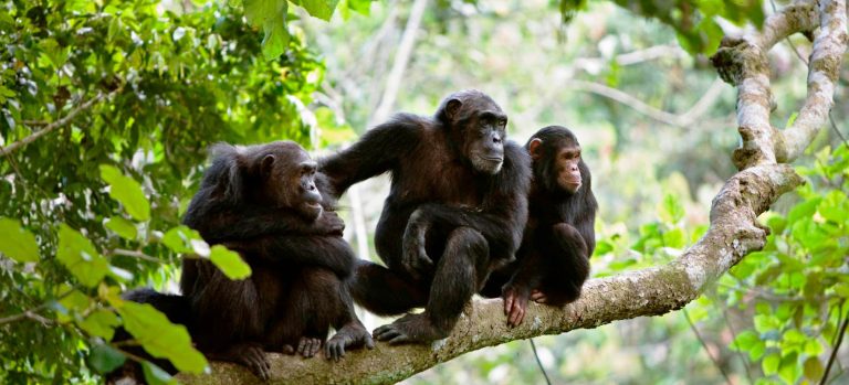 Gombe Stream National Park