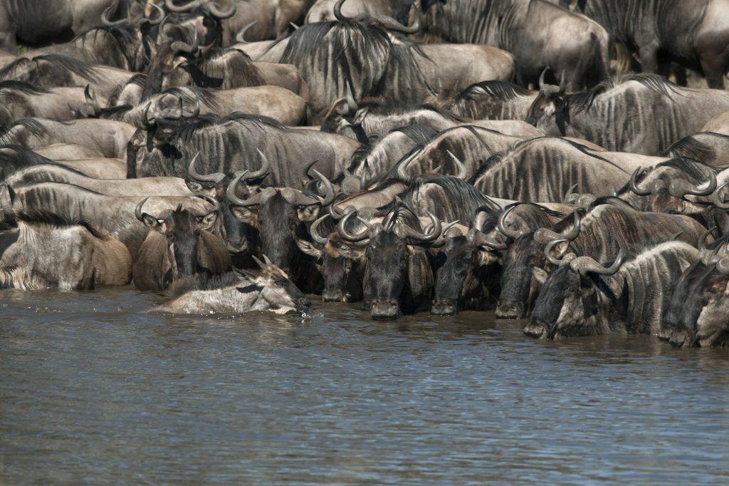 Herds of wildebeest at the Serengeti National Park, Tanzania, Africa