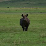 Ngorongoro Crater Expedition – 3 Days