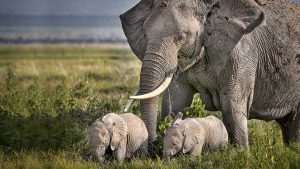 Tarangire National Park