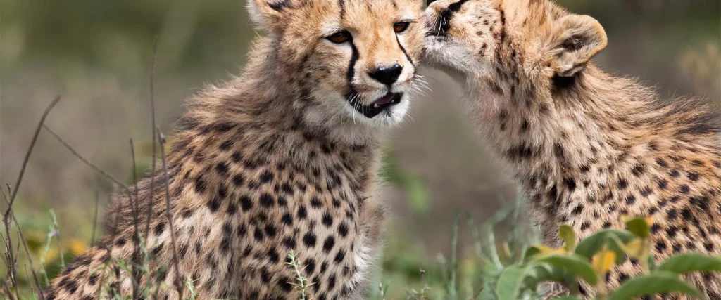 Serengeti Safari