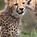 7-Day Serengeti Safari Adventure