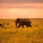 5-Day Tanzania Wildlife Safari